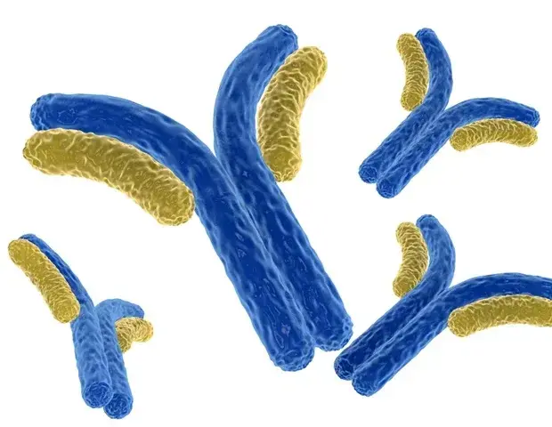 New Antibody Therapy Enhances Nerve Regeneration Following Spinal Cord Injury