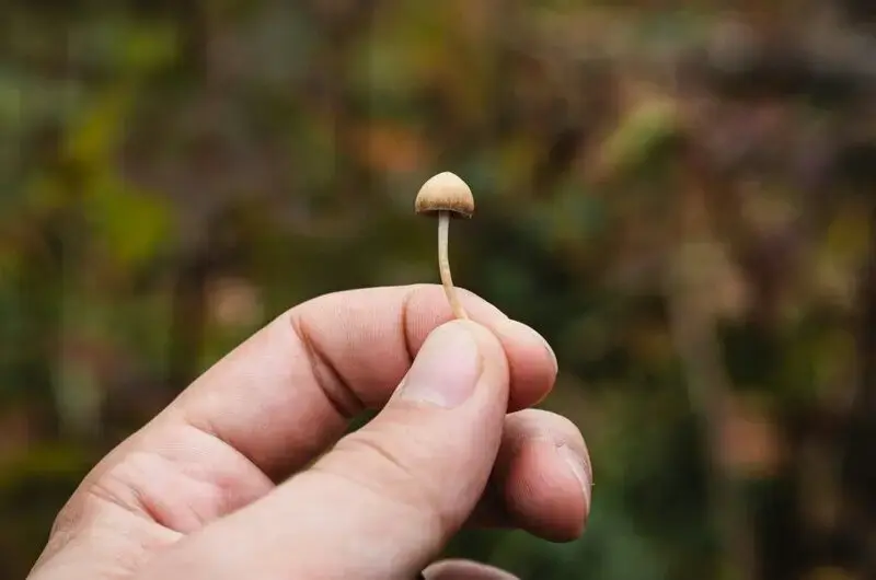Psilocybin Shows Lasting Relief from Depression