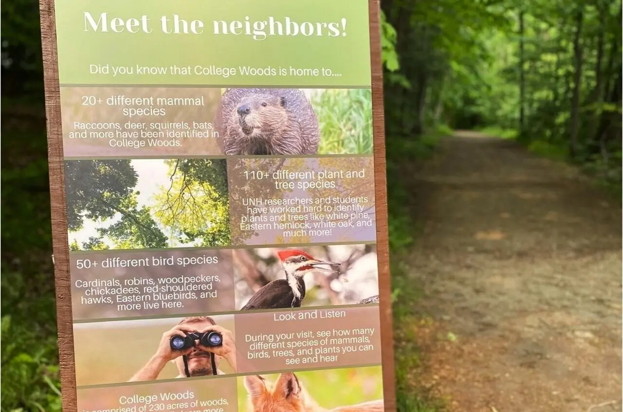 Forest walks boost mood through sound and biodiversity awareness